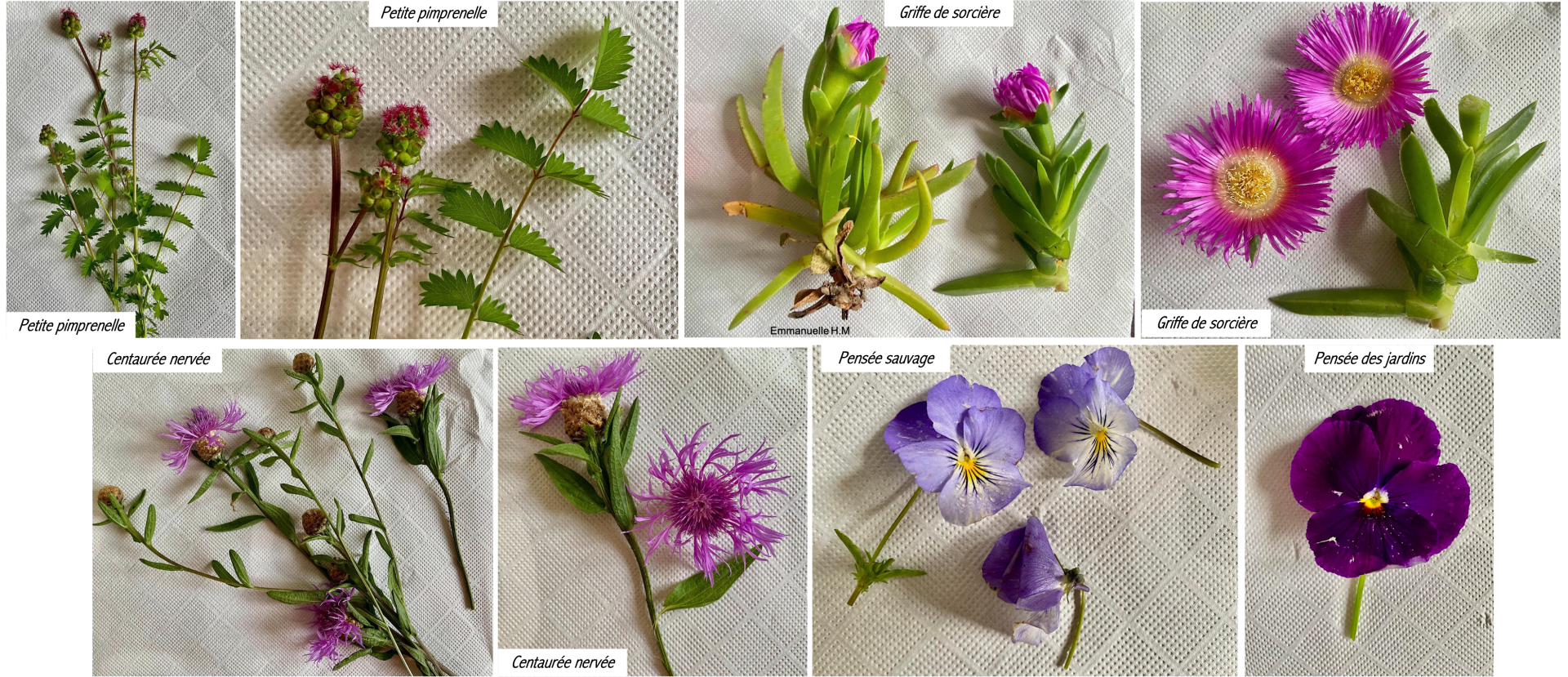 Fleurs et feuilles herbier 12