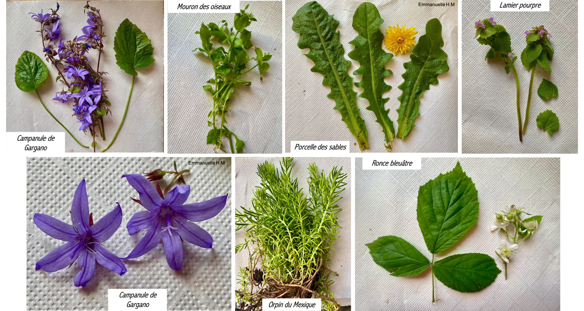 Fleurs et feuilles herbier 16