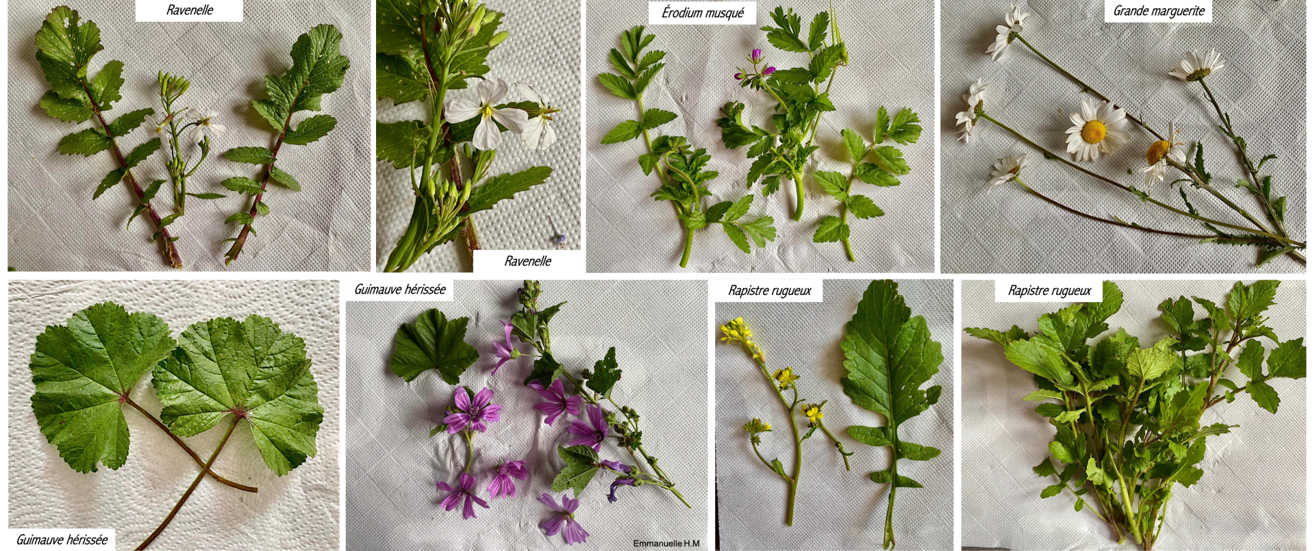 Fleurs et feuilles herbier 6