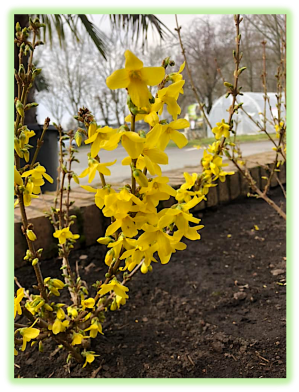 Forsythia 2