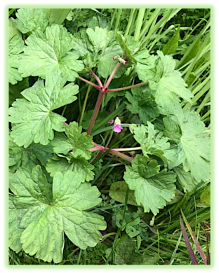 Geranium a feuilles rondes 2