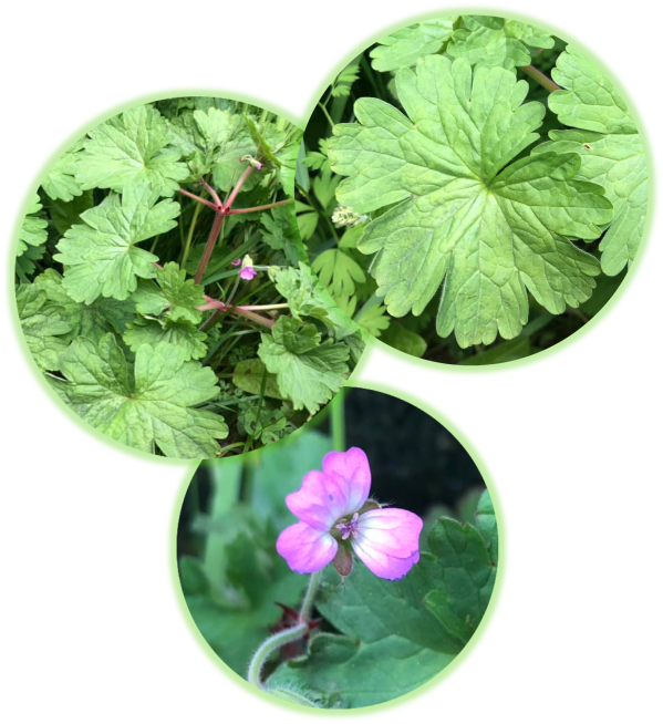 Geranium a feuilles rondes