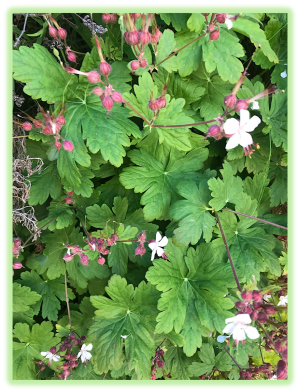 Geranium a gros rhizome 3