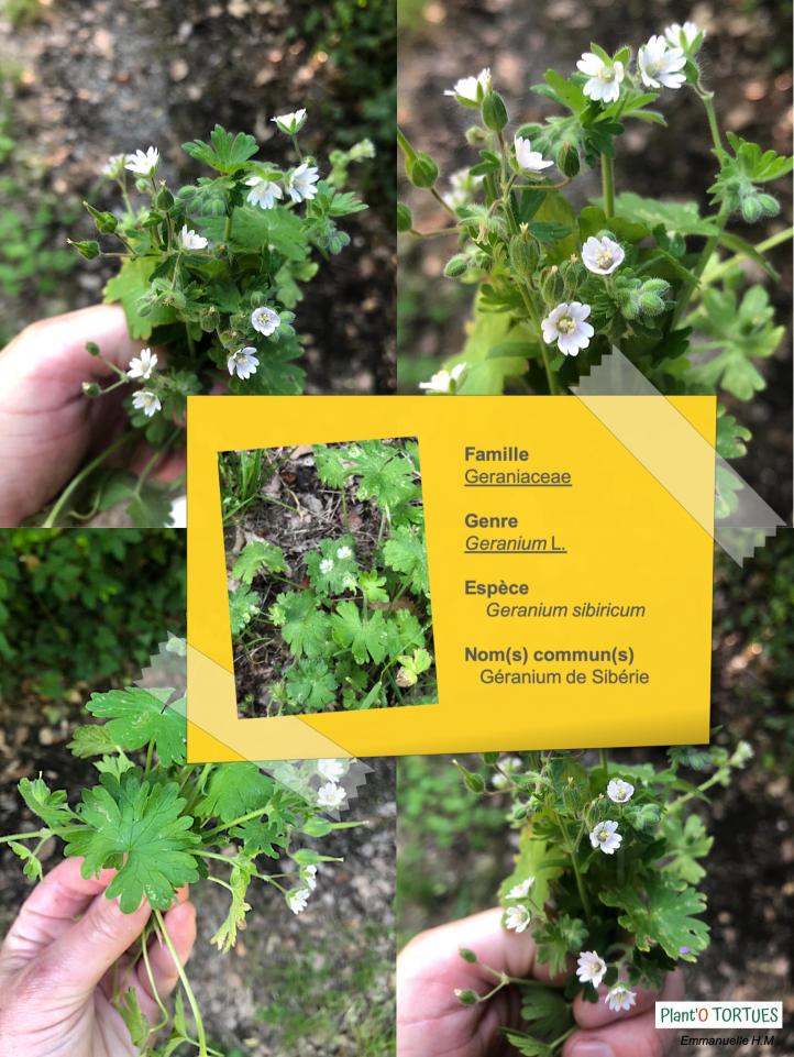 Geranium de siberie