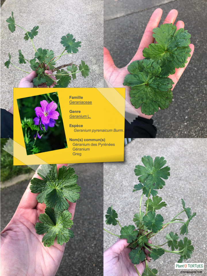 Geranium des pyrenees