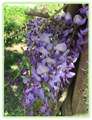 Glycine 2