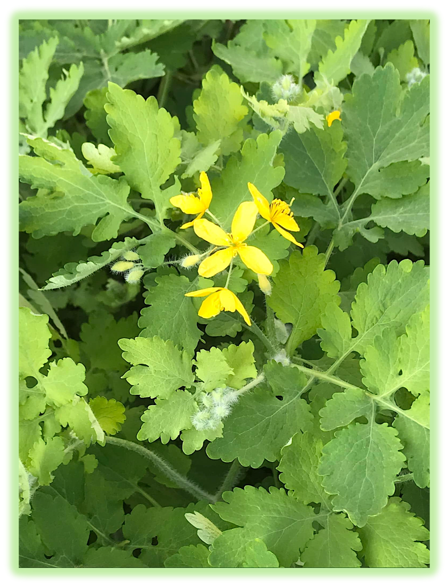 Herbes aux verrues 3