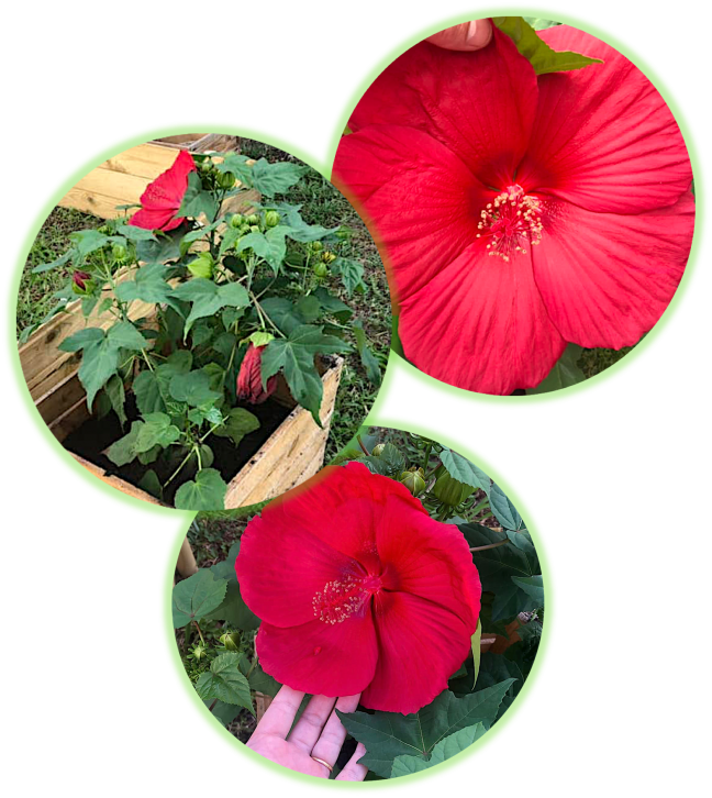 Hibiscus des marais 1