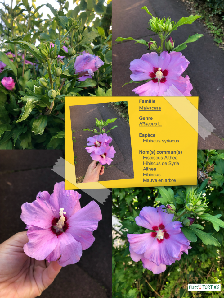 Hibiscus syriacus 2