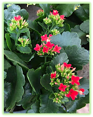 Kalanchoe 4