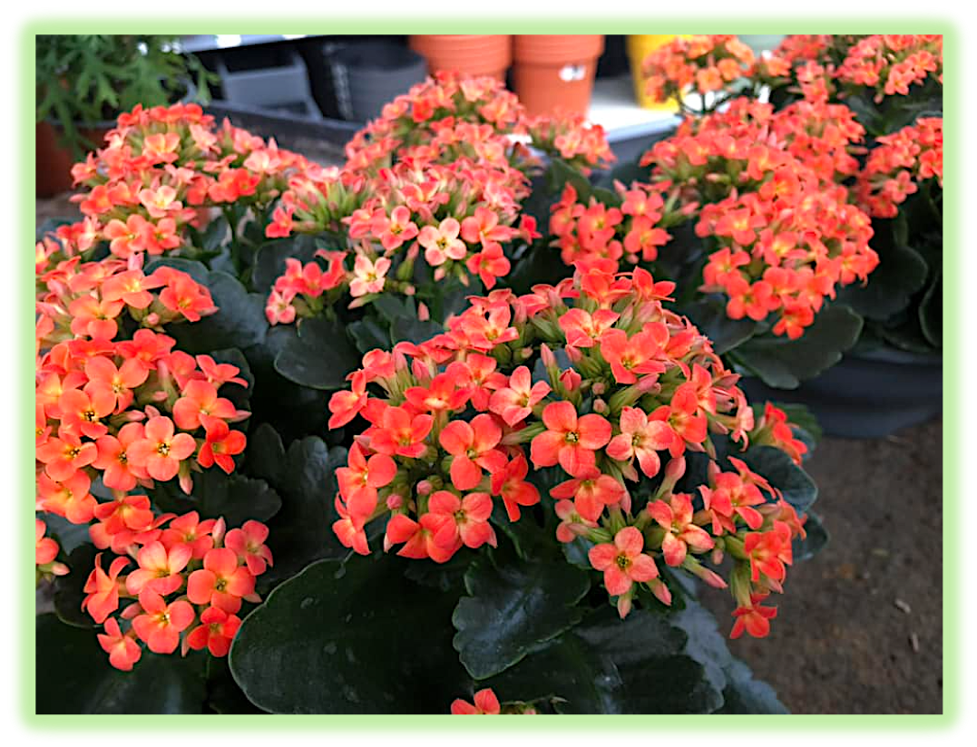 Kalanchoe 5