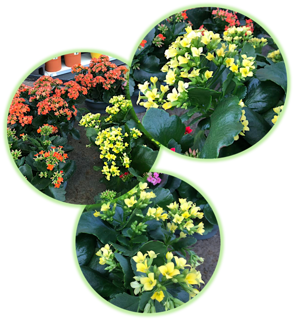 Kalanchoe