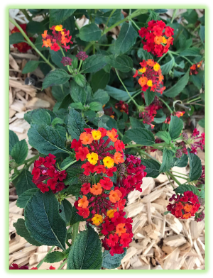 Lantana 2