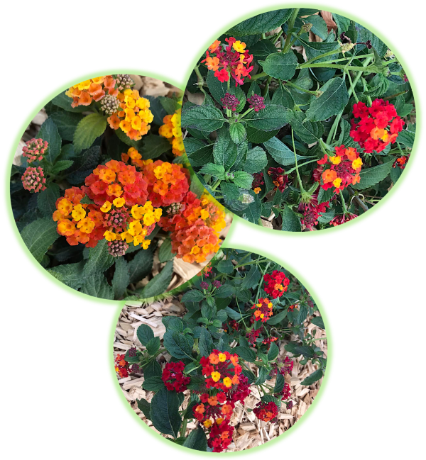 Lantana