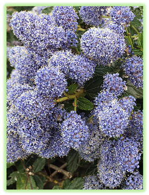 Lilas de californie 2