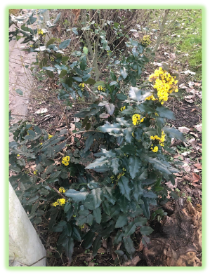 Mahonia a feuilles de houx 2