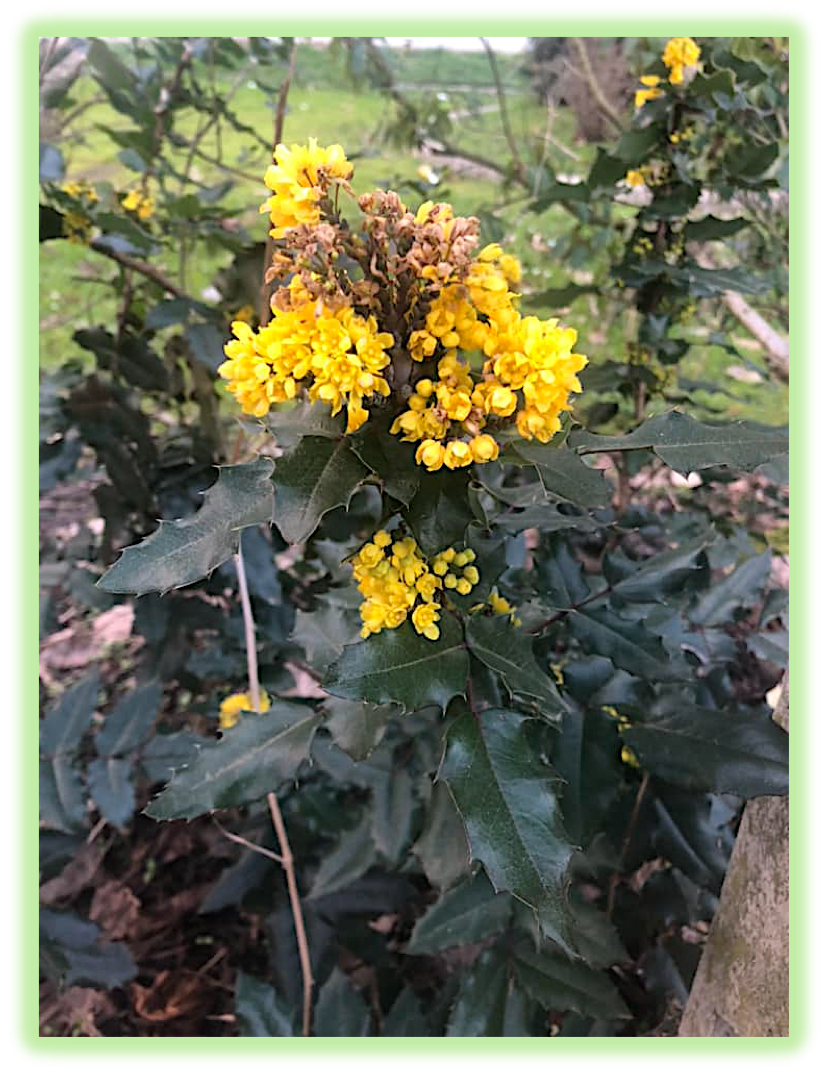 Mahonia a feuilles de houx 3