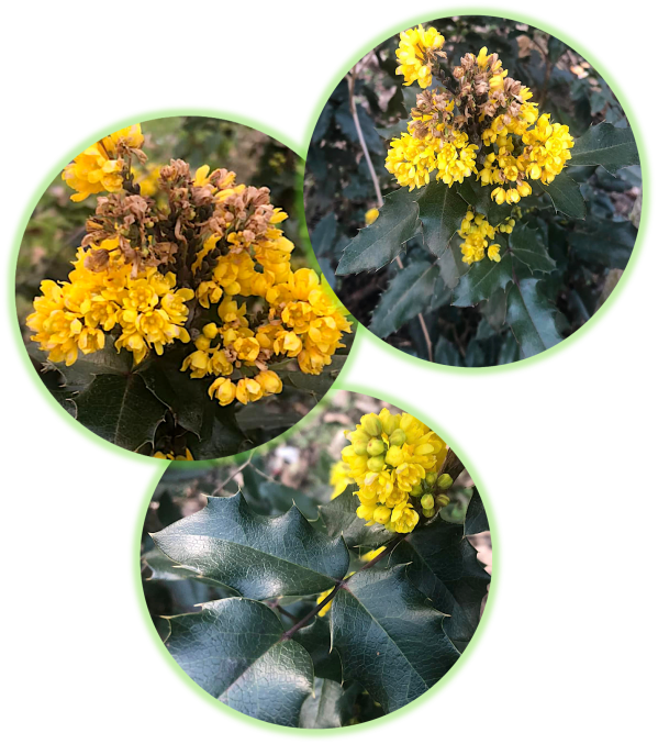 Mahonia a feuilles de houx