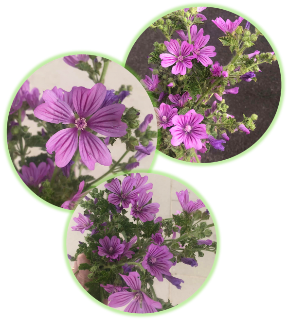 Mauve sylvestre 1