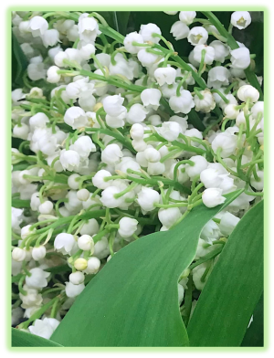 Muguet 2