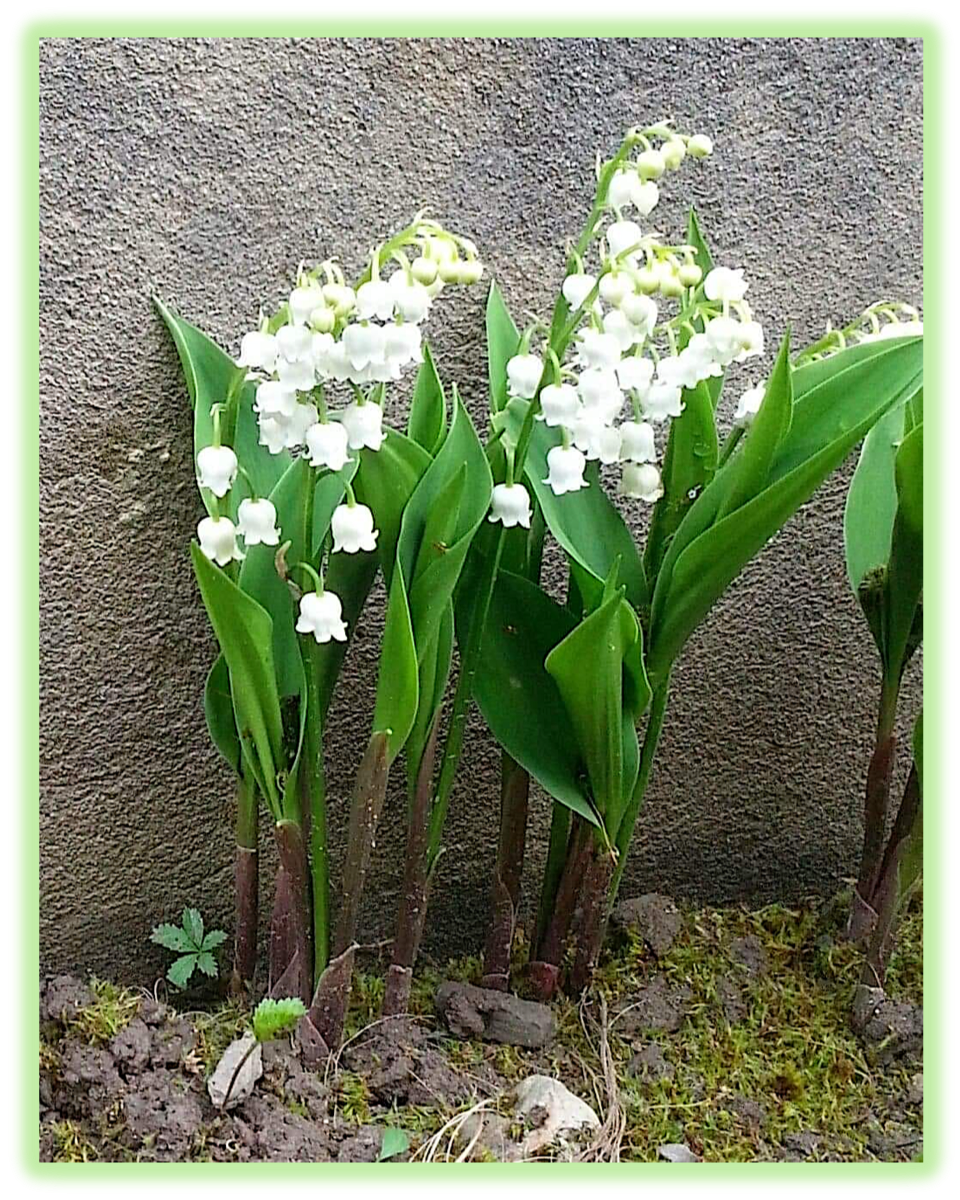 Muguet 3