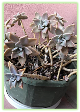 Plante grasse porcelaine 2