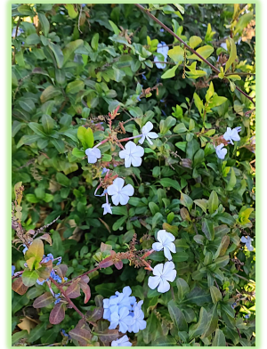 Plumbago 2