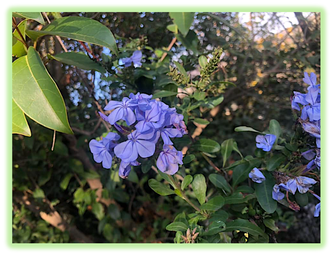 Plumbago 3