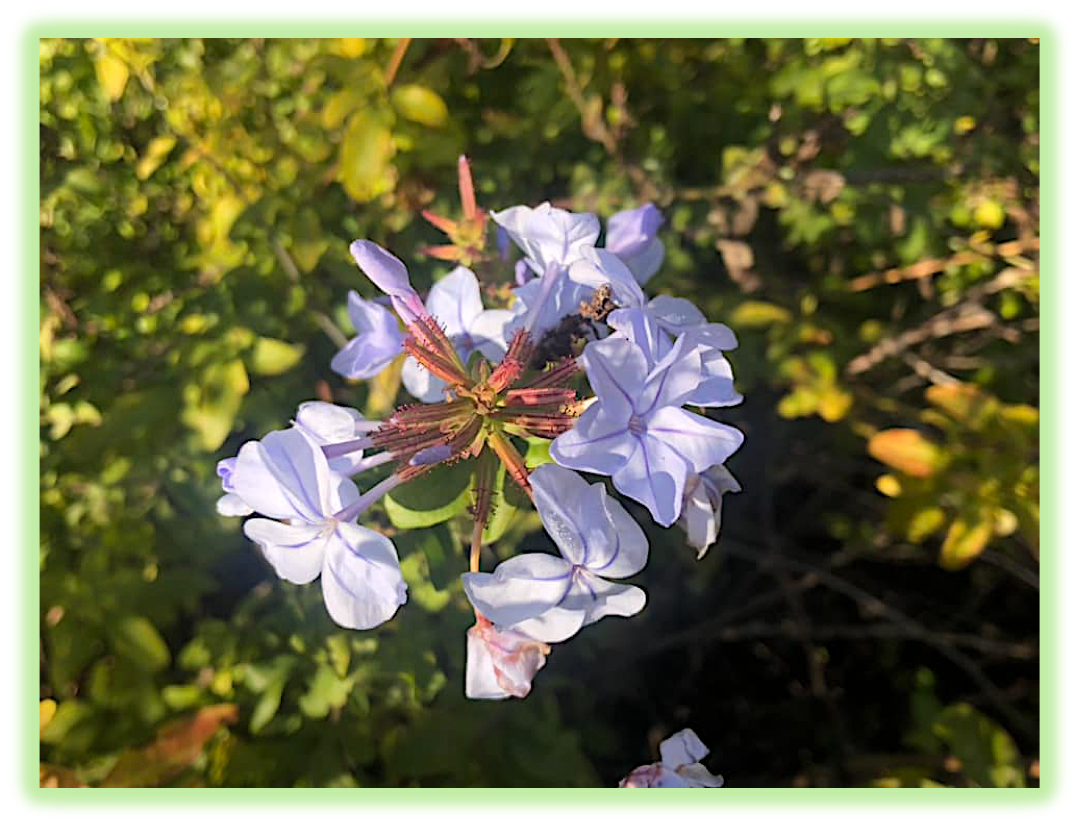 Plumbago 4