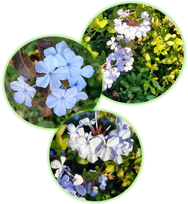 Plumbago