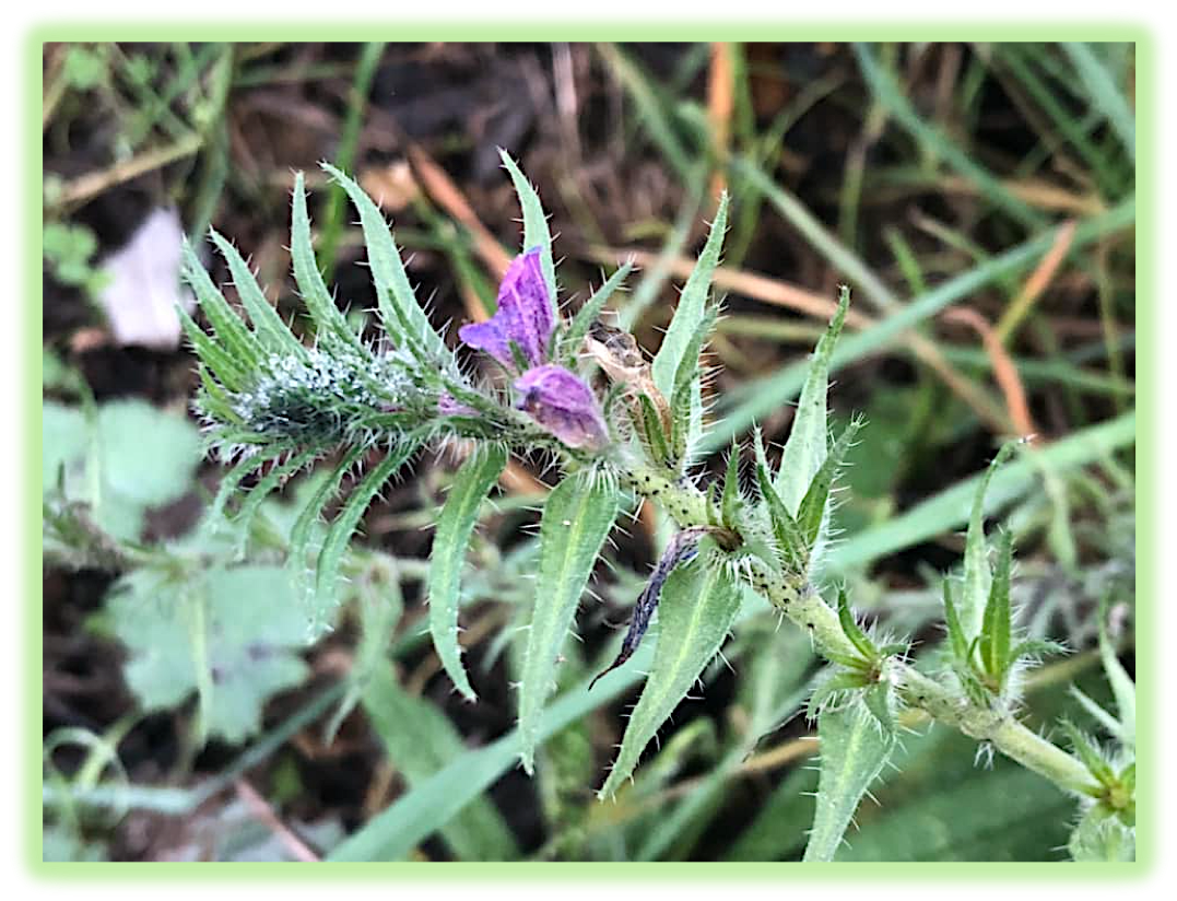 Pulmonaire feuilles longues 3