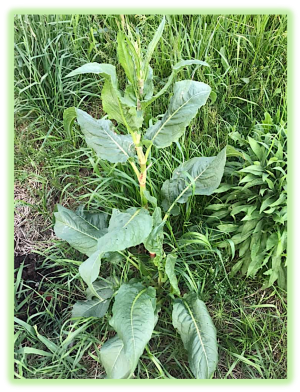 Rumex 2