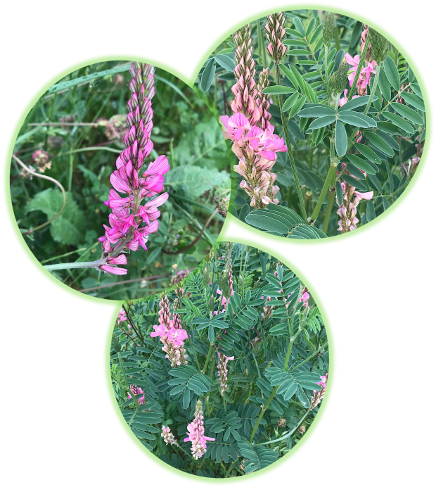 Sainfoin