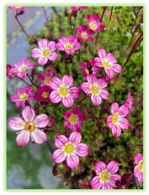 Saxifrage 2