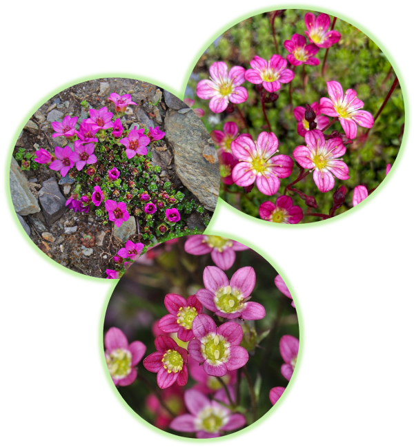 Saxifrage