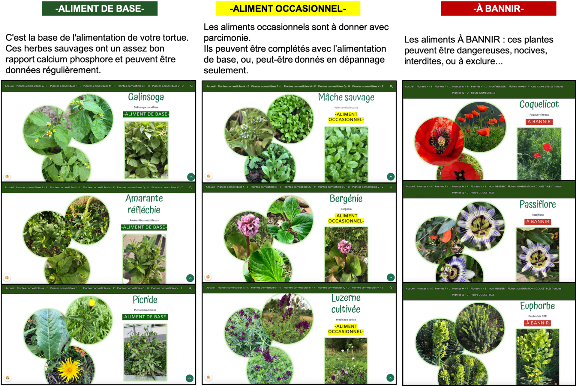 Tableau categorie classement plantes acceuil