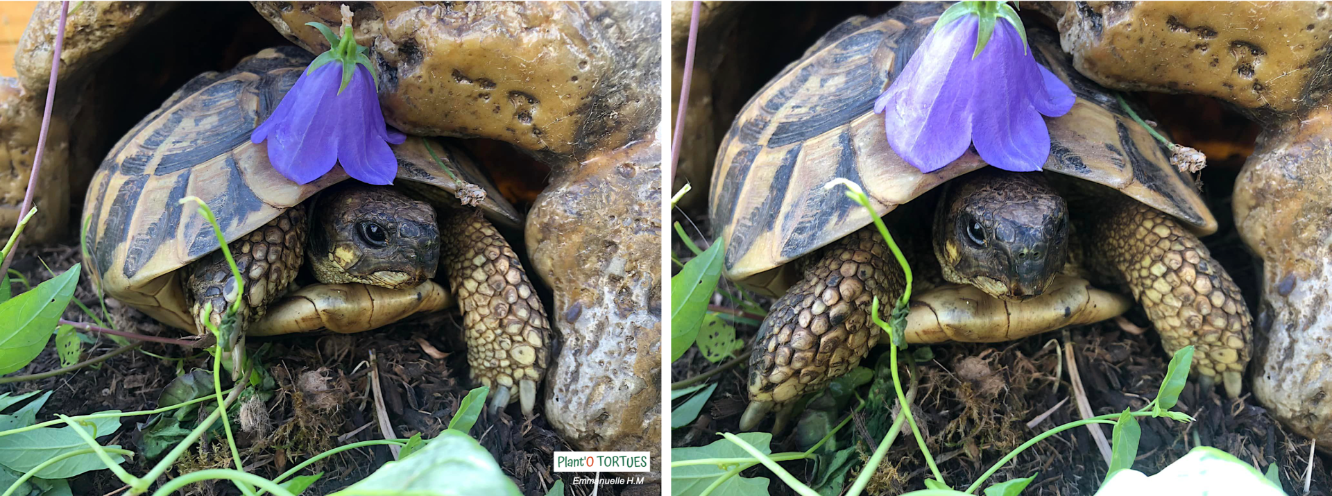 Tortue campanule a fleur de pecher