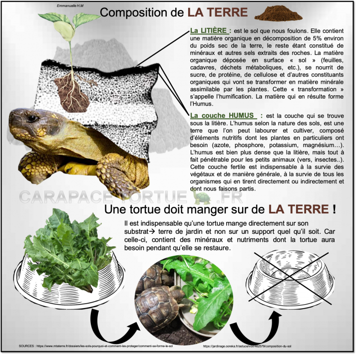 Tortue mange sur la terre