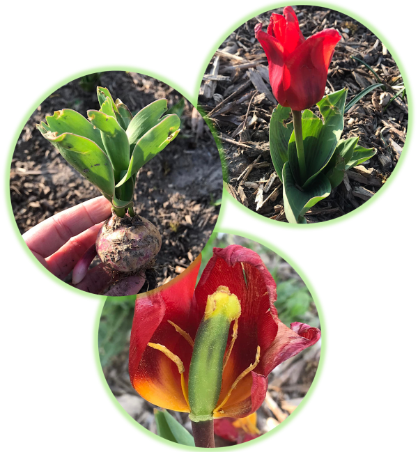 Tulipe commune alimentation NON comestible tortues.
