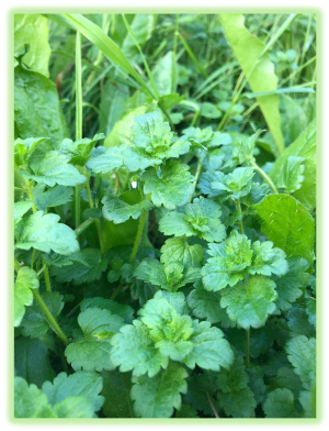 Veronica persica